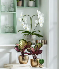 Dehner Beton-Übertopf Nola, Rund, Grau-kupfer -Gartenmöbel Geschäft 8280505 WE MO 001 PhalaenopsisHerzT12