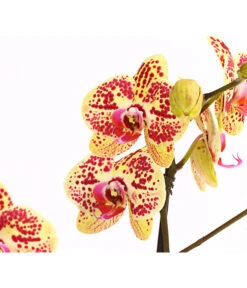 Schmetterlingsorchidee - Phalaenopsis Cultivars, Sonderfarben 32 Schmetterlingsorchidee - Phalaenopsis Cultivars, Sonderfarben -Gartenmöbel Geschäft 8283392 WE DE 001 SchmetterlingsorchideePhalaenosisTotalCool2TrieberT12OWDehnerExpressHerzig