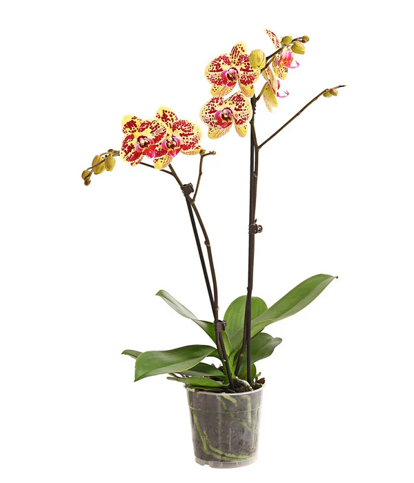 Schmetterlingsorchidee - Phalaenopsis Cultivars, Sonderfarben 10 Schmetterlingsorchidee - Phalaenopsis Cultivars, Sonderfarben – Bild 9