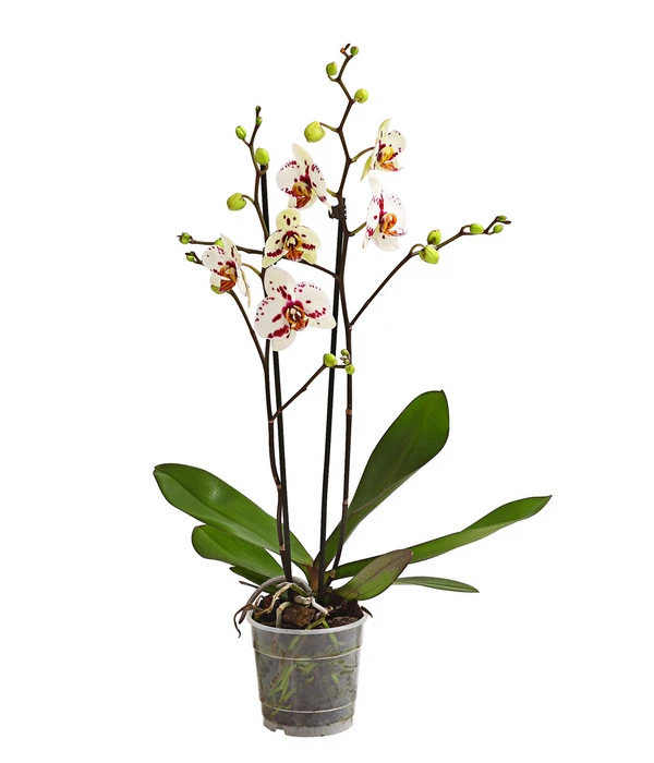 Schmetterlingsorchidee - Phalaenopsis Cultivars, Sonderfarben 12 Schmetterlingsorchidee - Phalaenopsis Cultivars, Sonderfarben – Bild 11