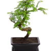 Outdoor-Bonsai Urweltmammutbaum - Metasequoia Glyptostroboides 2 Outdoor-Bonsai Urweltmammutbaum - Metasequoia Glyptostroboides -Gartenmöbel Geschäft 8286205 PR FS 001 UrweltmammutbaumMetasequoiaT20DehnerExpressHerzig