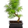 Outdoor-Bonsai Goldlärche - Pseudolarix Amabilis 2 Outdoor-Bonsai Goldlärche - Pseudolarix Amabilis -Gartenmöbel Geschäft 8286221 PR FS 001 LaercheLarixSFormOhneSchaleT15DehnerExpressHerzig