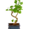 Outdoor-Bonsai Ginkgobaum - Ginkgo Biloba 1 Outdoor-Bonsai Ginkgobaum - Ginkgo Biloba -Gartenmöbel Geschäft 8286254 PR FS 001 GinkoBilobaT20DehnerExpressHerzig