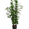 Lorbeer-Feige - Ficus Microcarpa 'Moclame', Hydrokultur 2 Lorbeer-Feige - Ficus Microcarpa 'Moclame', Hydrokultur -Gartenmöbel Geschäft 8416927 WE FS 001 FicusMicrocarpaMoclameHydroT18 19BirkenfeigeDehnerExpressHerzig
