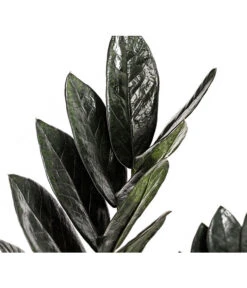 Glücksfeder - Zamioculcas Zamiifolia 'Black' -Gartenmöbel Geschäft 8462442 PR DE 001 ZamioculcasZamiifoliaBlackT17DehnerExpressHerzig
