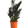 Glücksfeder - Zamioculcas Zamiifolia 'Black' -Gartenmöbel Geschäft 8462442 PR FS 001 ZamioculcasZamiifoliaBlackT17DehnerExpressHerzig