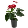 Flamingoblume - Anthurium Andreanum, Hydrokultur -Gartenmöbel Geschäft 8536237 WE FS 001 AnthuriumAndreanumRotAnthurieHydroT15