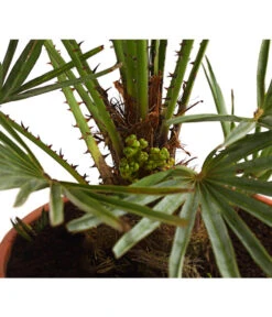 Gartenmöbel Geschäft -Gartenmöbel Geschäft 8584401 WE DE 01 ChamaeropsHumillisCeriferaT18DehnerExpressHerzig