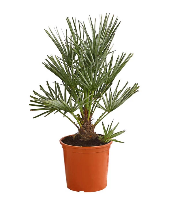 Blaue Zwergpalme 3 Blaue Zwergpalme