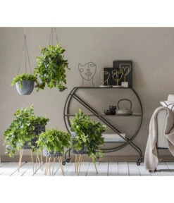 Schamblume - Aeschynanthus Japhrolepis -Gartenmöbel Geschäft 8635377 WE MO 001 AeschynanthusAmpel2021GC15