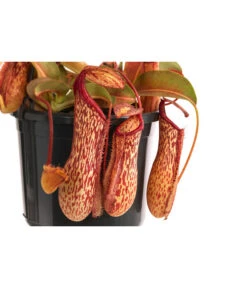 Kannenpflanze - Nepenthes 'Miranda' -Gartenmöbel Geschäft 8686578 WE DE 001 NepenthesMirandaT15