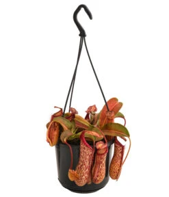 Kannenpflanze - Nepenthes 'Miranda'