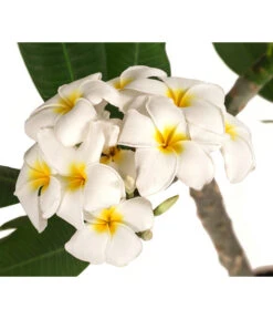 Gartenmöbel Geschäft -Gartenmöbel Geschäft 8691180 WE DE 001 PlumeriaT18MixOstroFrangipani