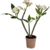 Frangipani - Plumeria Alba -Gartenmöbel Geschäft 8691180 WE FS 001 PlumeriaT18MixOstroFrangipani