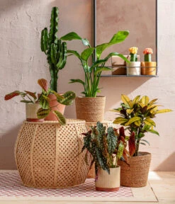 Abessinische Wolfsmilch - Euphorbia Abyssinica -Gartenmöbel Geschäft 8698805 WE MO 001 AutumnSunrise