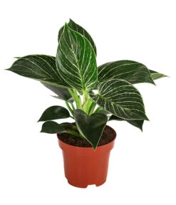 Baumfreund - Philodendron 'White Wave'