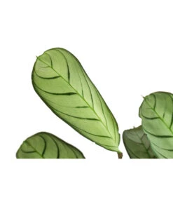 Korbmarante - Ctenanthe Burle-marxii 9 Korbmarante - Ctenanthe Burle-marxii -Gartenmöbel Geschäft 8720930 PR DE 001 CtenantheAmagrisT12 DehnerExpressHerzig