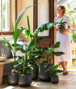 Kokospalme - Cocos Nucifera 5 Kokospalme - Cocos Nucifera -Gartenmöbel Geschäft 8735920 WE MO 001 MusaCavendischT21