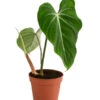 Baumfreund - Philodendron Gloriosum 1 Baumfreund - Philodendron Gloriosum -Gartenmöbel Geschäft 8742389 WE FS 001 PhilodendronGloriosumT15