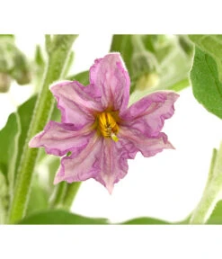 Pick-&-Joy® Aubergine Mit Früchten 9 Pick-&-Joy® Aubergine Mit Früchten -Gartenmöbel Geschäft 8838047 WE DE 001 PickandJoyAubergineT14