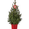 Weihnachtsbaum - Zwerg-Fichte 'Little Santa®' 2 Weihnachtsbaum - Zwerg-Fichte 'Little Santa®' -Gartenmöbel Geschäft 8997280 PR FS 005 PiceaLittleSanta5L