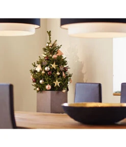 Weihnachtsbaum - Zwerg-Fichte 'Little Santa®' -Gartenmöbel Geschäft 8997280 PR MO 002 PiceaLittleSanta5L