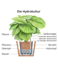 Kentia-Palme, Howea Forsteriana, Hydrokultur 7 Kentia-Palme, Howea Forsteriana, Hydrokultur -Gartenmöbel Geschäft WE MO Hydrokultur Hydropflanze Grafik 3