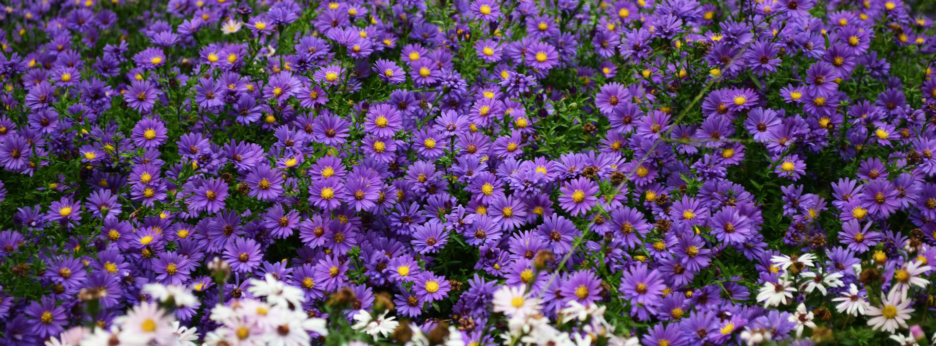 Gartenmöbel Geschäft -Gartenmöbel Geschäft pexels zhangkaiyv 189779